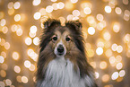 Sheltie