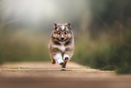 Shetland Sheepdog