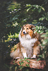 Shetland Sheepdog