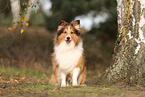 Sheltie