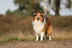 Sheltie