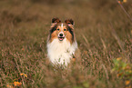 Sheltie