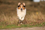 Sheltie