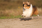 Sheltie