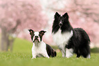 Sheltie und Boston Terrier