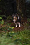 male Sheltie