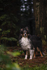 male Sheltie