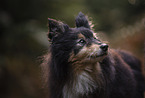 male Sheltie