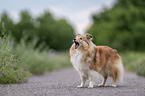 female Sheltie