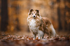 Sheltie