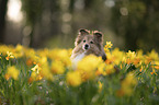 Sheltie