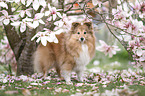 Sheltie