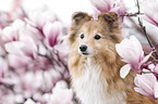 Sheltie