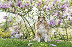 Sheltie