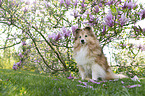 Sheltie