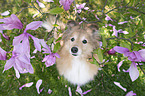 Sheltie