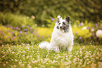 Sheltie