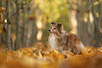 Shetland Sheepdog
