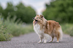 female Sheltie