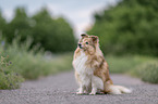 female Sheltie
