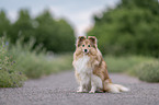 female Sheltie