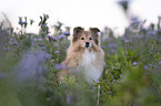 female Sheltie