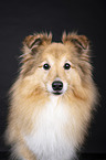 female Sheltie