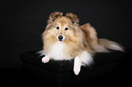 female Sheltie