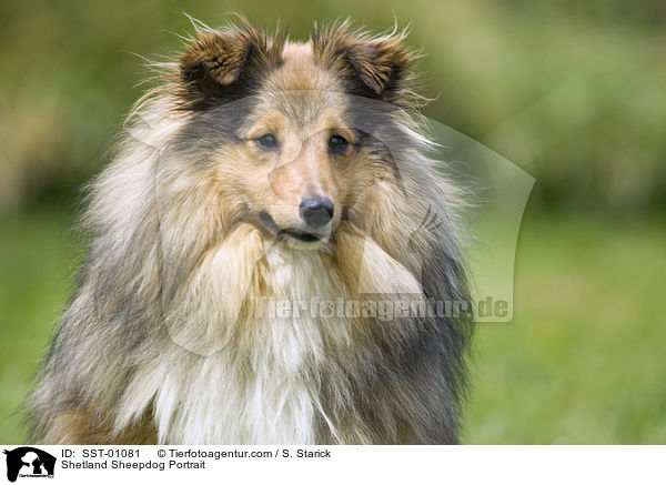 Shetland Sheepdog Portrait / Shetland Sheepdog Portrait / SST-01081