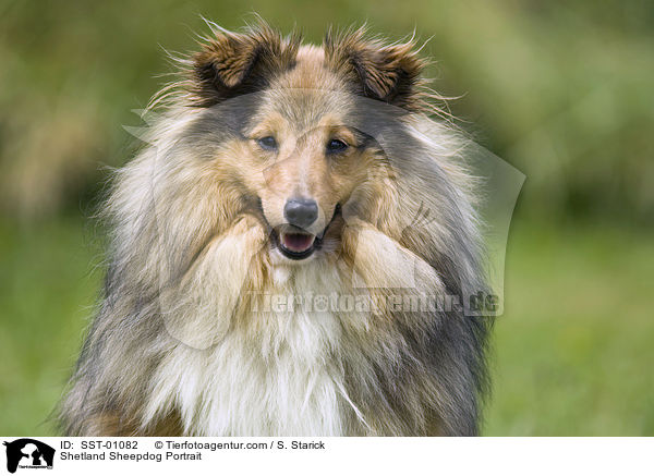 Shetland Sheepdog Portrait / Shetland Sheepdog Portrait / SST-01082