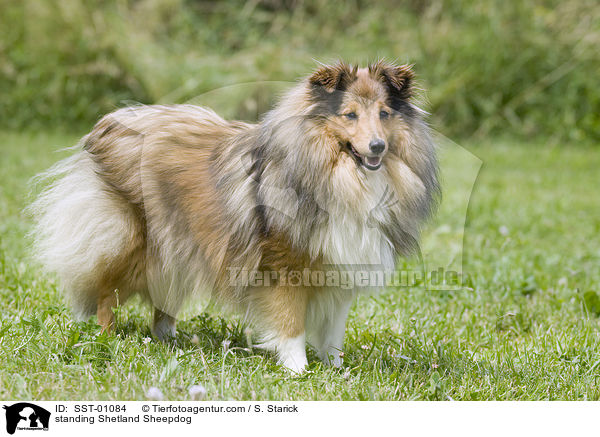 stehender Sheltie / standing Shetland Sheepdog / SST-01084