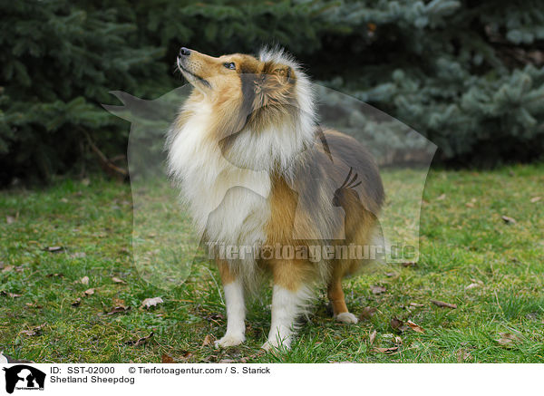 Shetland Sheepdog / Shetland Sheepdog / SST-02000