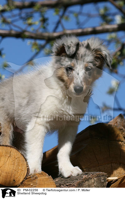 Shetland Sheepdog / PM-02256