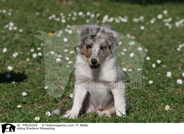 sitzender Shetland Sheepdog / sitting Shetland Sheepdog / PM-02259