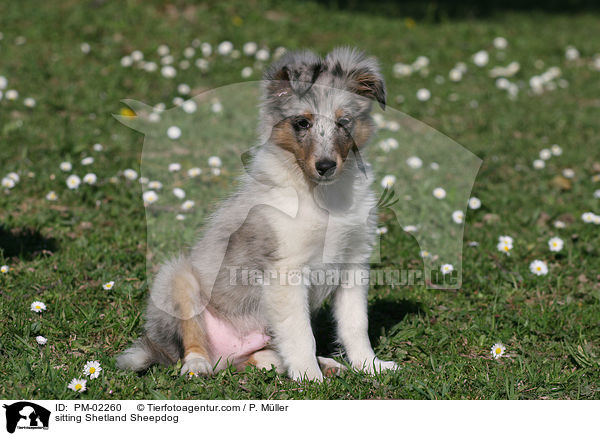 sitzender Shetland Sheepdog / sitting Shetland Sheepdog / PM-02260