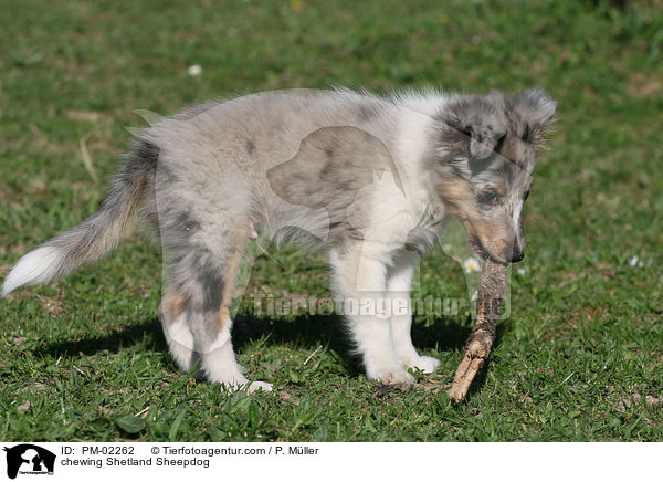 knabbernder Shetland Sheepdog / chewing Shetland Sheepdog / PM-02262