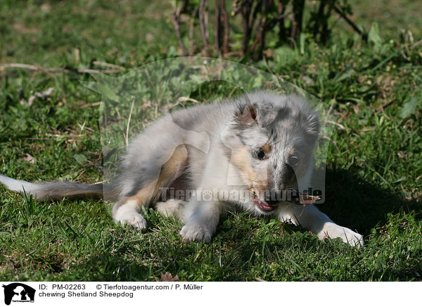 knabbernder Shetland Sheepdog / chewing Shetland Sheepdog / PM-02263