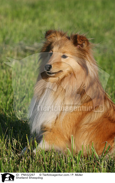 Shetland Sheepdog / Shetland Sheepdog / PM-02267