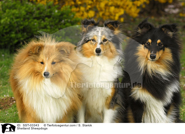 Shetland Sheepdogs / Shetland Sheepdogs / SST-03343