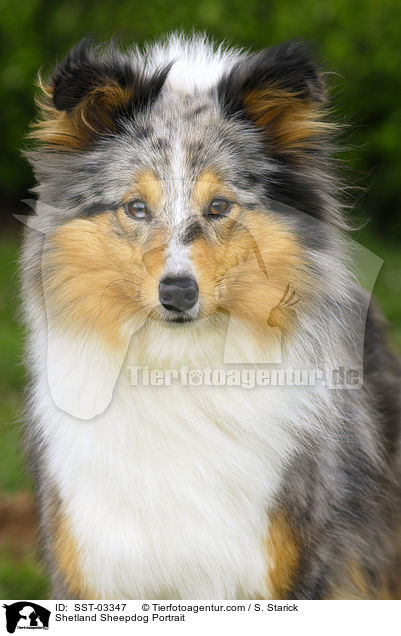 Shetland Sheepdog Portrait / Shetland Sheepdog Portrait / SST-03347