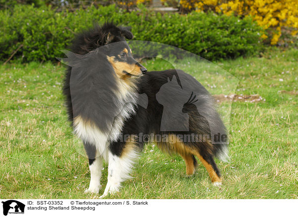 stehender Shetland Sheepdog / standing Shetland Sheepdog / SST-03352