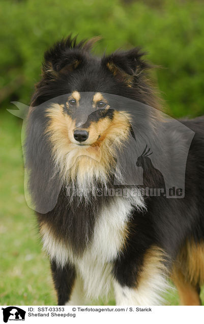 Shetland Sheepdog / Shetland Sheepdog / SST-03353