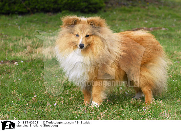 stehender Shetland Sheepdog / standing Shetland Sheepdog / SST-03358