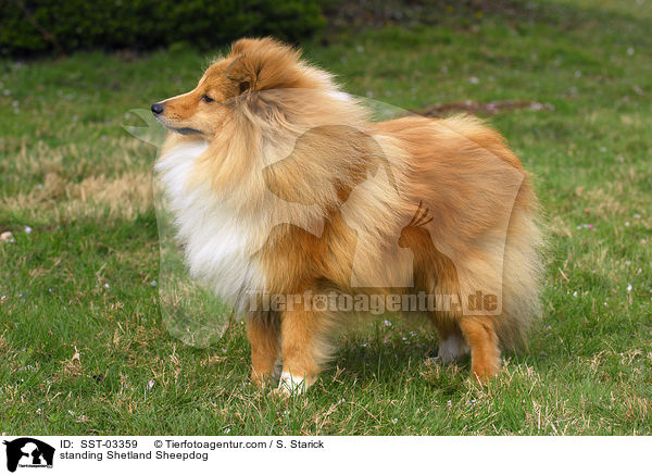 stehender Shetland Sheepdog / standing Shetland Sheepdog / SST-03359
