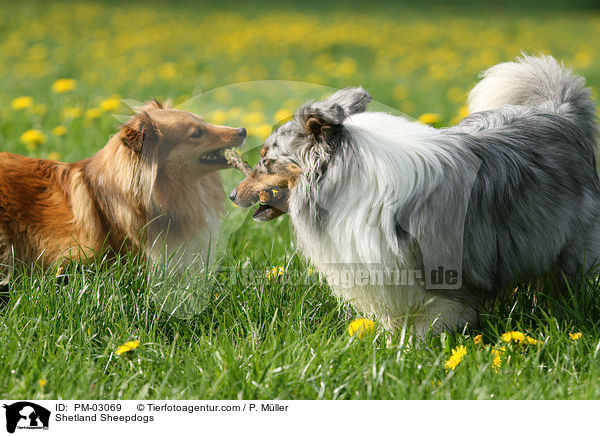Shetland Sheepdogs / Shetland Sheepdogs / PM-03069