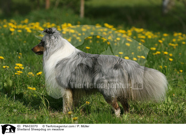Shetland Sheepdog auf WIese / Shetland Sheepdog on meadow / PM-03070