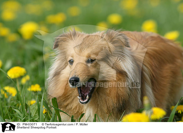 Shetland Sheepdog Portrait / Shetland Sheepdog Portrait / PM-03071