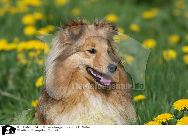 Shetland Sheepdog Portrait / Shetland Sheepdog Portrait / PM-03074