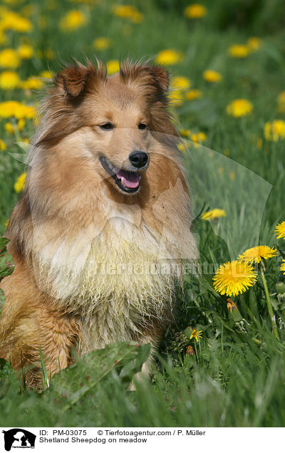 Shetland Sheepdog auf Wiese / Shetland Sheepdog on meadow / PM-03075