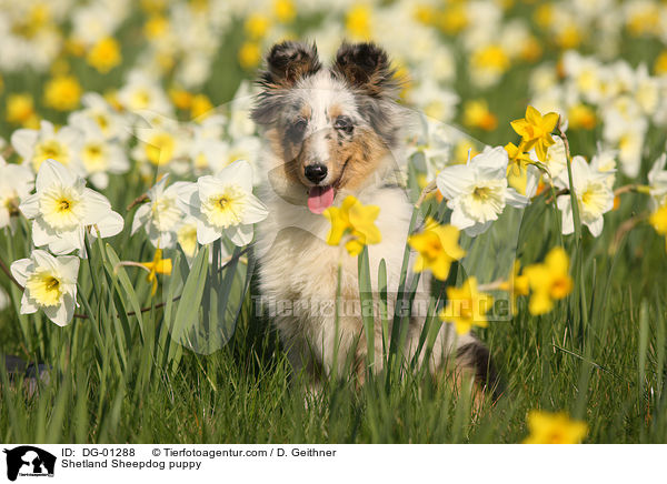 Sheltie Welpe / Shetland Sheepdog puppy / DG-01288